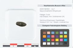 Foto (Objekt + Etikett) von Sequoia bowerbankii Ettingshausen (NHMW-GEO-2024-0188-8963)